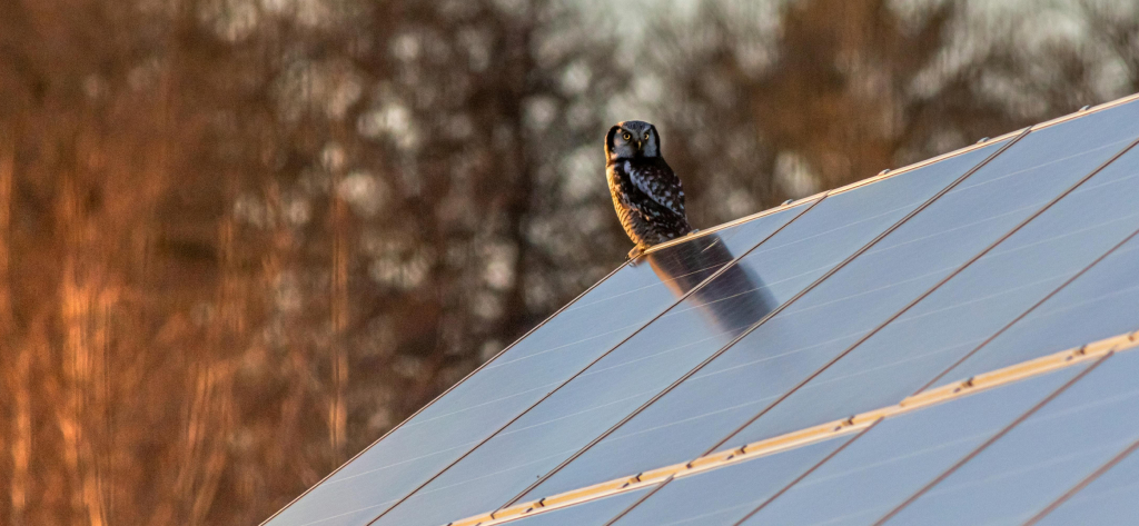 Can you Transfer Solar Panels When Selling Your Home