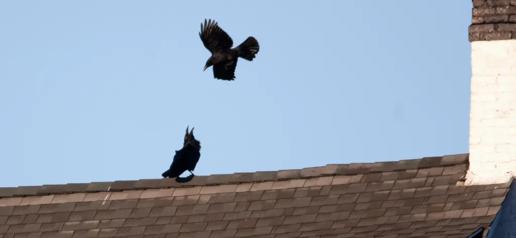 Everything You Need to Know About Solar Panels and Birds